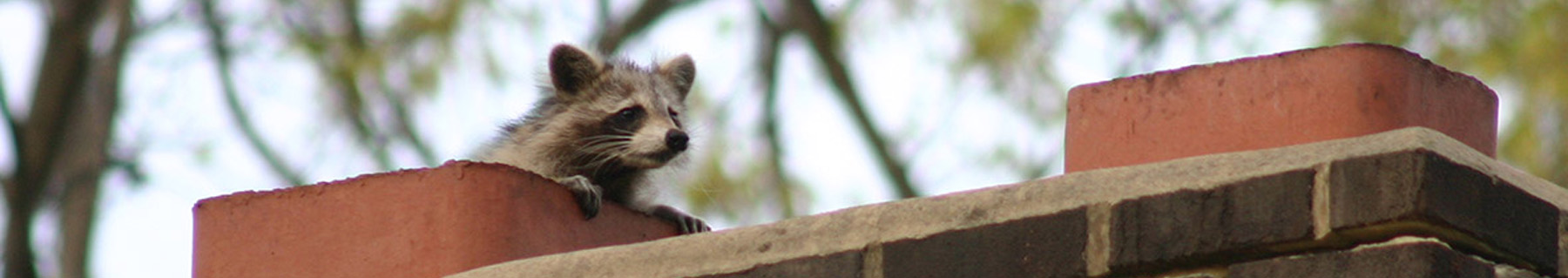 Squirrel in Chimney